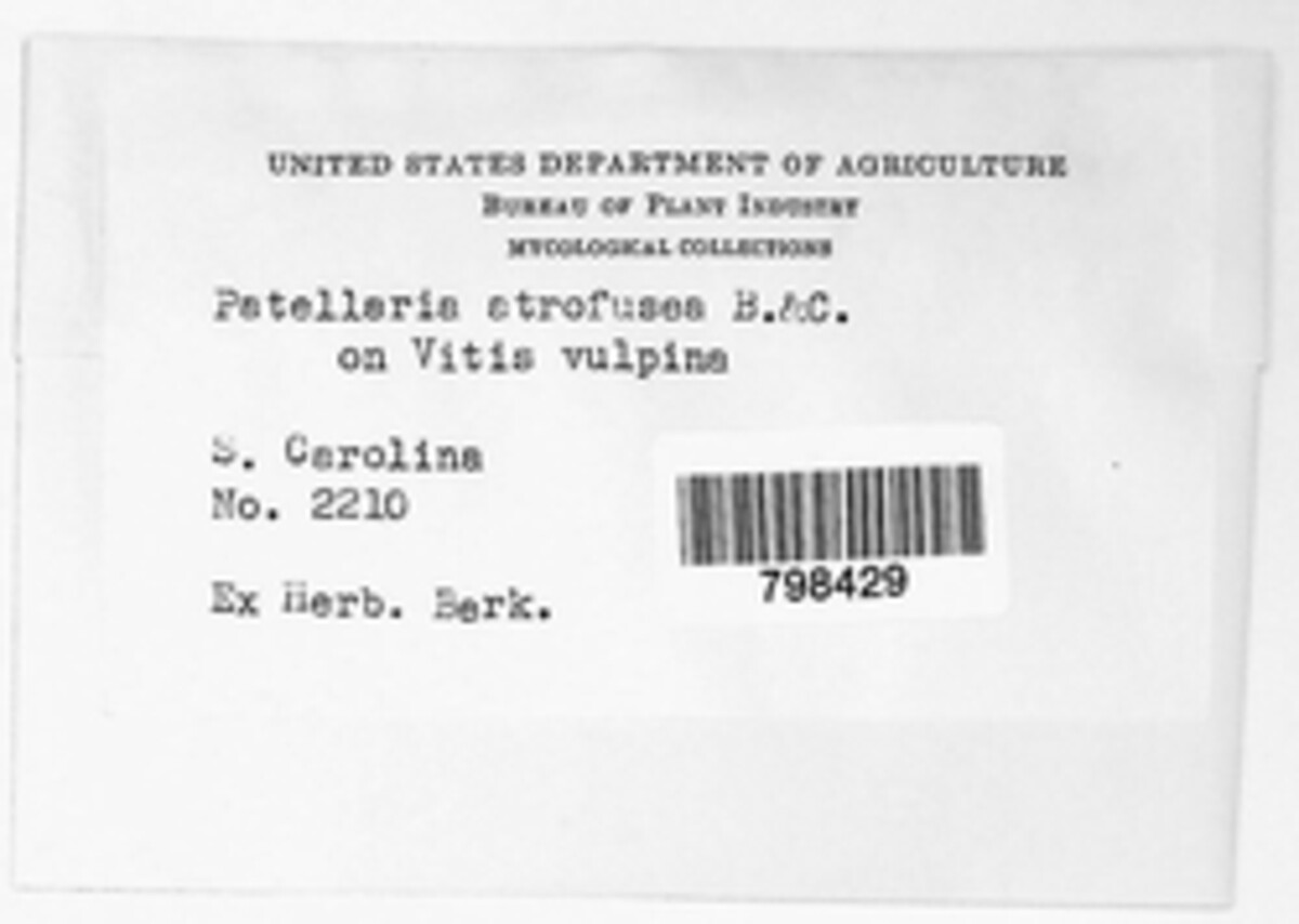 Patellaria atrofusca image